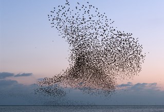 Photograph of starlings murmurating over West Pier, 91, by artist Christopher Stevens